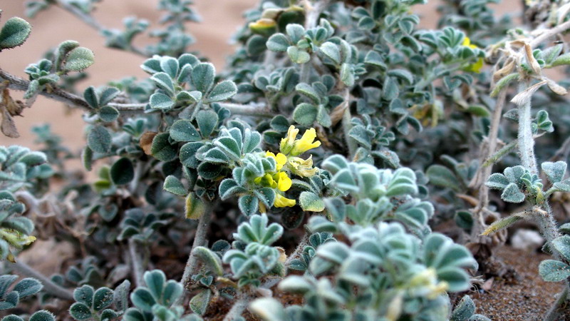 Medicago marina (Fabaceae)